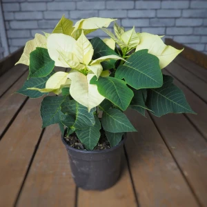 Пуансеттия микс d-12