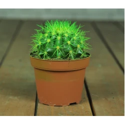 Эхинокактус Грузони крашенный d-11