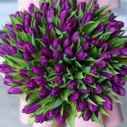 Букет фиолетовых тюльпанов