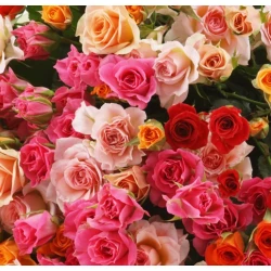 Роза кустовая микс оптом
