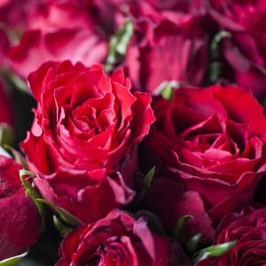 101 кенийская роза 40 см