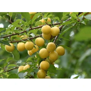 Алыча 2-х лет