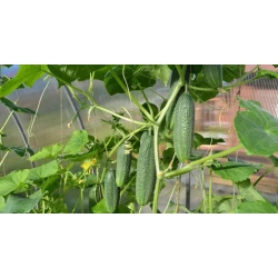 Рассада Огурцов 