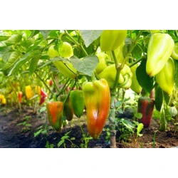 Рассада сладкого Перца