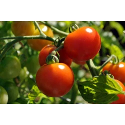 Рассада Томатов