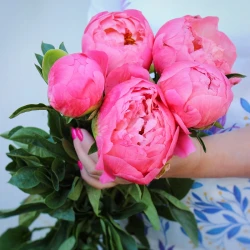 5 коралловых пионов