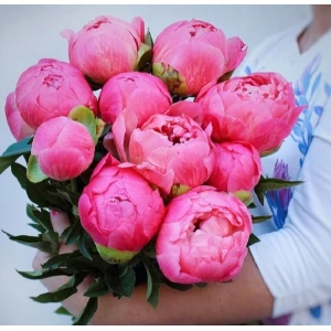 11 коралловых пионов