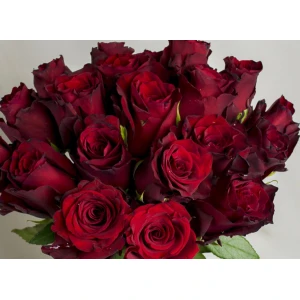 Роза Explorer оптом купить в СПБ с доставкой
