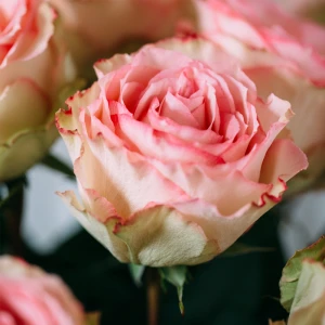 25 роз Эквадор Эсперанса