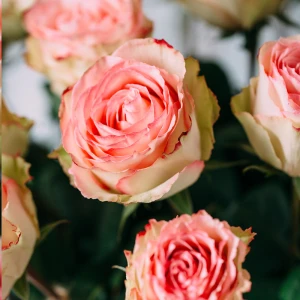 25 роз Эквадор Эсперанса