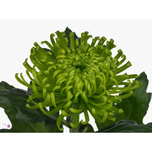 Жағажайдағы жалаңаш қыздардың жеке суреттері