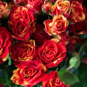 31 кустовая роза