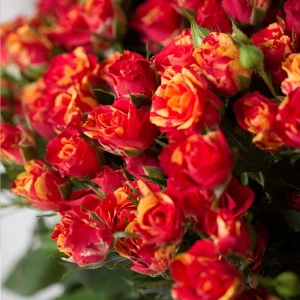 31 кустовая роза