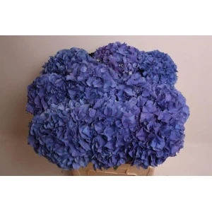 Гортензия  Navy оптом