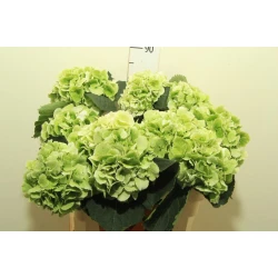 Гортензия  Schneeball Classic оптом