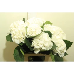 Гортензия  Schneeball оптом