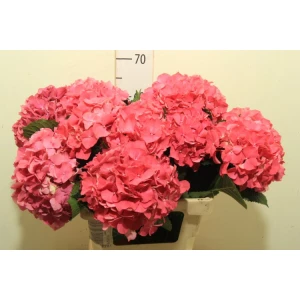 Гортензия  Glowing Alps оптом