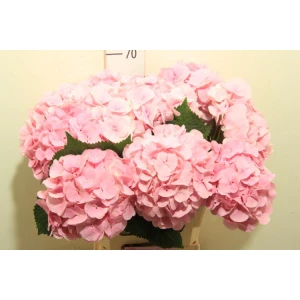 Гортензия  Mammoet оптом