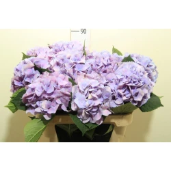 Гортензия  Marsepein Blue оптом