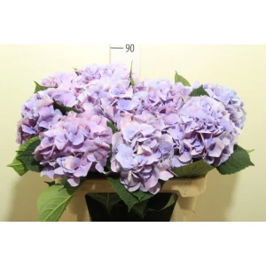 Гортензия  Marsepein Blue оптом