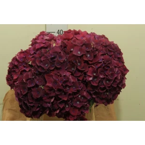 Гортензия  Mon Amour оптом