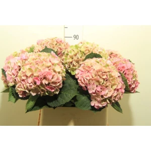 Гортензия  Opal Classic оптом