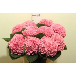Гортензия  Opal оптом