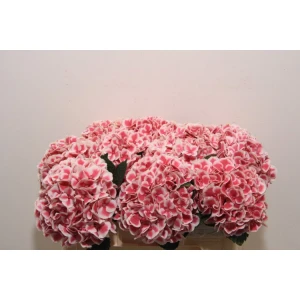 Гортензия  Red Harlekijn оптом