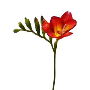 Фрезия Red Passion оптом