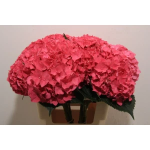 Гортензия  Rodeo Red оптом