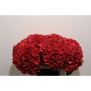 Гортензия  Ruby Red оптом