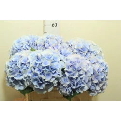 Гортензия  Verena Blue оптом