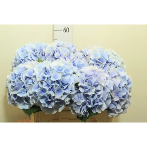 Гортензия  Verena Blue оптом